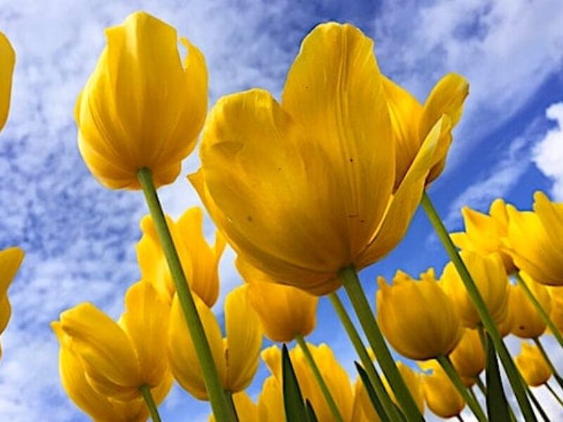 (Photo by Melissa Askew on Unsplash)