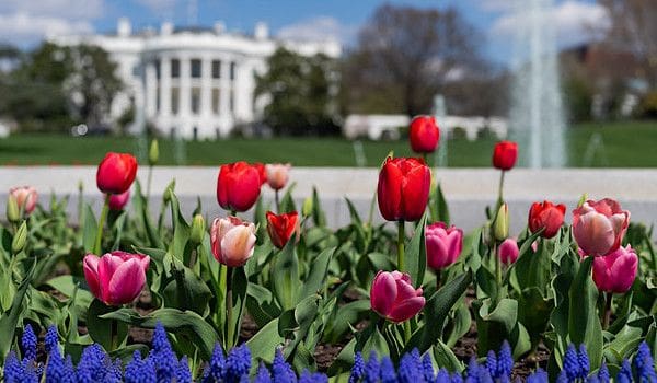 Tulips bloom around the fountain, Wednesday March 29, 2023, on the South Lawn of the White House. (Official White House photo by Cameron Smith)