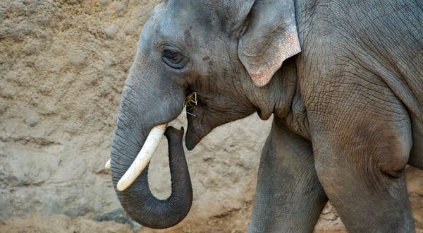 Asian elephant (Image by Anrita from Pixabay)